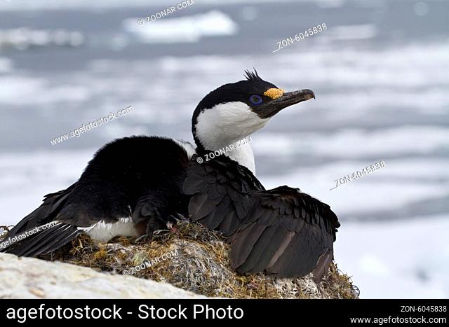 Antarctic blue-eyed cormorant sitting on a nest on a background of ice in the Southern Ocean