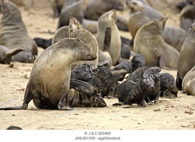 Cape Fur Seal, Arctocephalus pusillus, Cape Cross, Namibia, adult with group of youngs