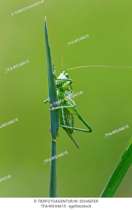 great green bush cricket