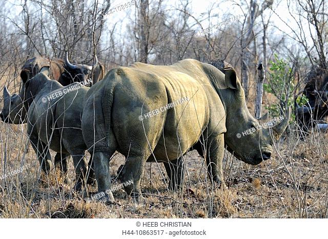White Rhinoceros, Ceratotherium simum, Ulusaba Sir Richard Branson's Private Game Reserve, Sabi Sands Game Reserve, Mpumalanga, South Africa, rhinos, rhino