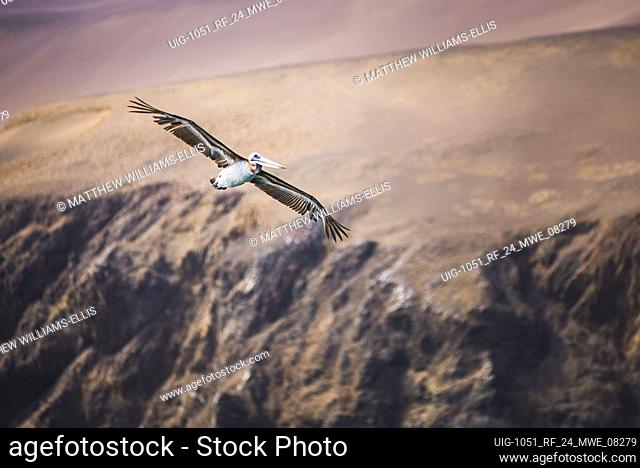 Peruvian Pelican (Pelecanus thragus) flying, Ballestas Islands (Islas Ballestas), Paracas National Reserve, Peru