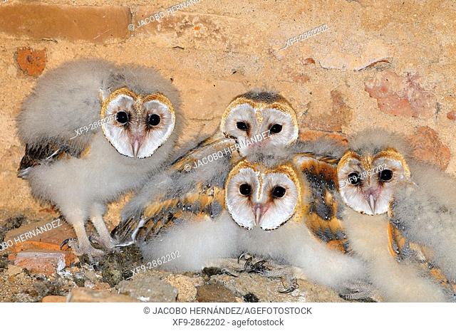 Barn owl chicks (Tyto alba).La Albuera.Badajoz province Extremadura.Spain