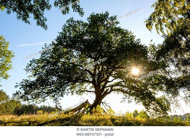 Germany, Usedom, Suckow, Sessile Oak at backlight