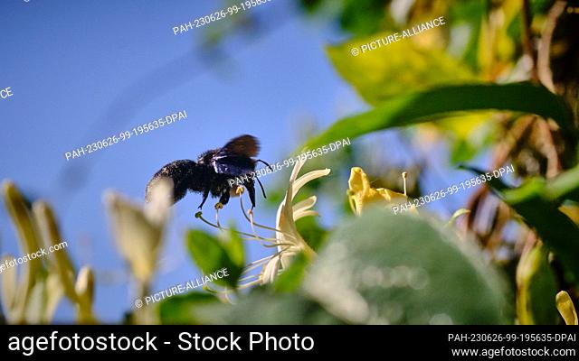 14 June 2023, Lower Saxony, Brunswick: A large wood bee (Xylocopa violocea) approaches a flower of garden honeysuckle (Lonicera caprifolium)