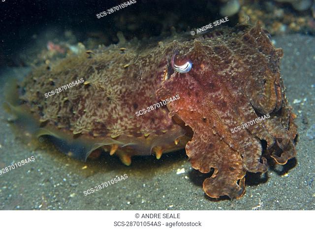 Reef cuttlefish, Sepia sp , at night, Dumaguete, Negros Island, Philippines