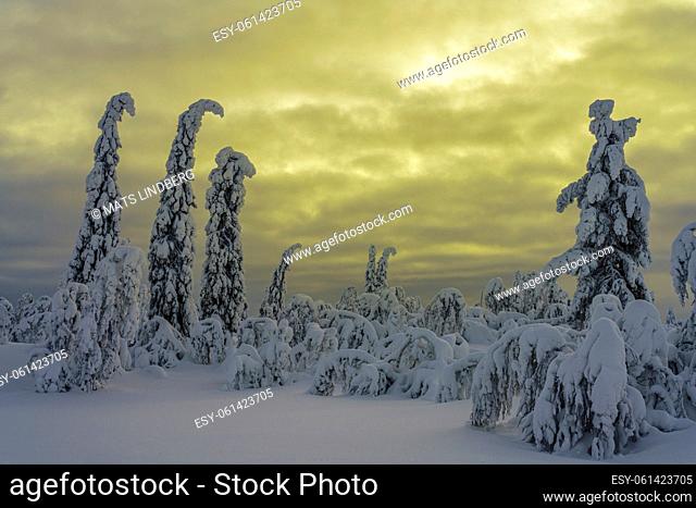 Winter landscape with snowy trees and cloudy sky, Gällivare county, Swedish Lapland, Sweden