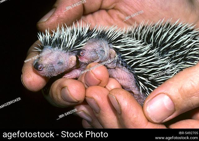European Hedgehogs (Erinaceus europaeus), orphaned youngs, hand reared, Belgium, Europe