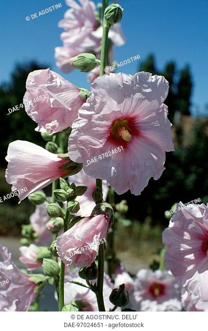 Common Hollyhock (Althaea rosea or Alcea rosea), Malvaceae