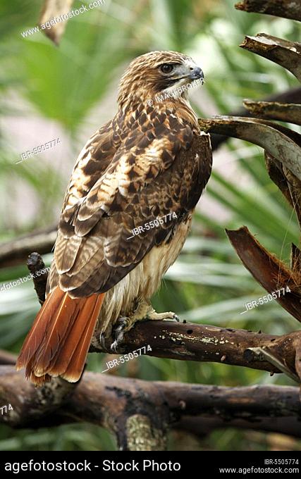 Red-Tailed Hawk (buteo jamaicensis)