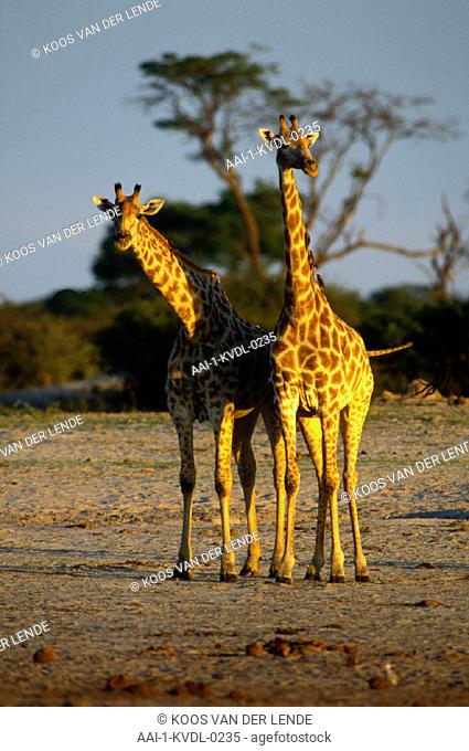 Giraffes, Wankie,  Zimbabwe