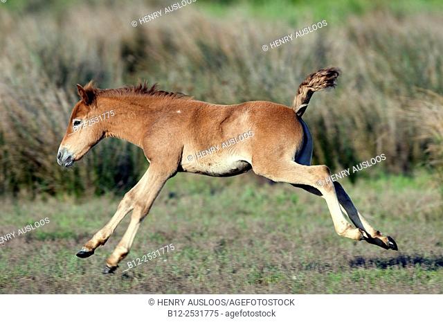Wild Horse (Equus caballus) of Camargue, foal, France