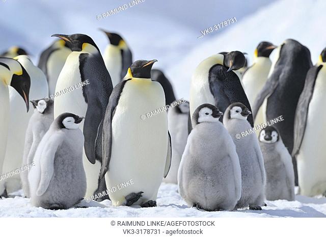 Emperor penguins, Aptenodytes forsteri, Penguin Colony with Adults and Chicks, Snow Hill Island, Antartic Peninsula, Antarctica