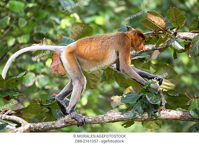 Asia, Borneo, Malaysia, Sarawak, Bako National Park, Proboscis monkey or long-nosed monkey (Nasalis larvatus)