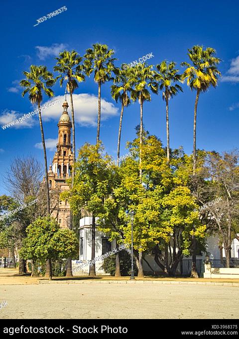 Maria Luisa park with date palms, Phoenix dactylifera, and north tower of Plaza de Espana, Seville, Andalusia, Spain