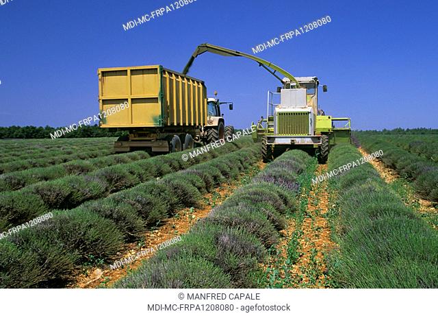 Mechanical harvest of lavender in fields