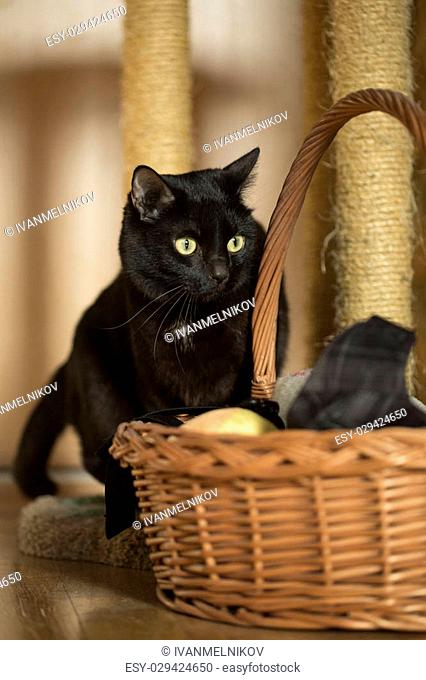 black cat sitting near the basket in the room