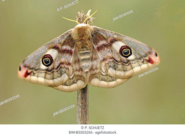 emperor moth (Saturnia pavonia, Eudia pavonia), female sitting at a sprout, Germany