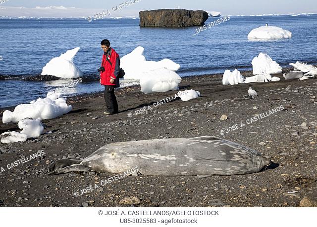 Antarctica. A Japanese tourist near Weddell seal (Leptonychotes weddelli) on the rocky beach of Brown Bluff. East coast of Tabarin Peninsula