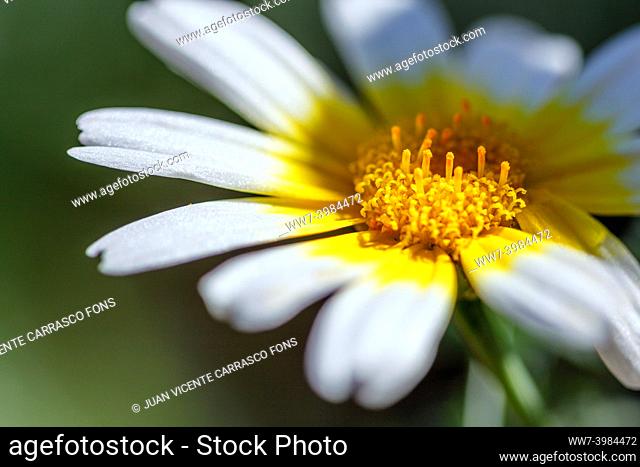 Detail of a daisy flower