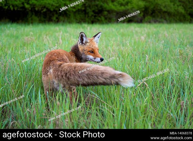 red fox in a meadow, vulpes vulpes, april, hesse, germany, europe