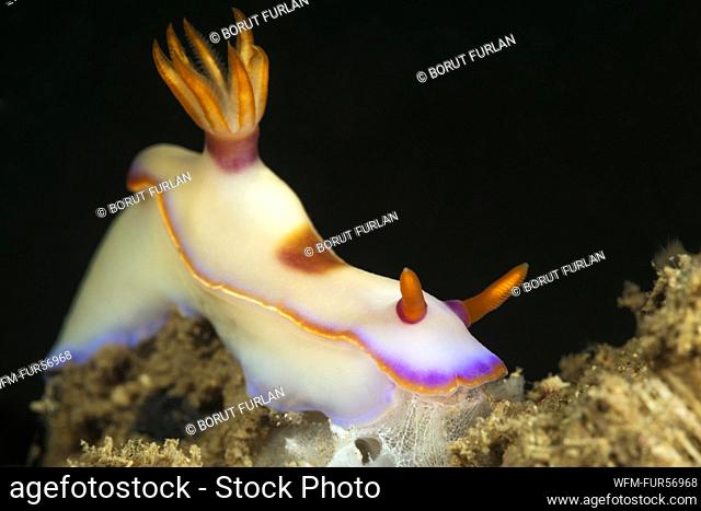 Dorid Nudibranch, Hypselodoris bullockii, Sumbawa, Indonesia