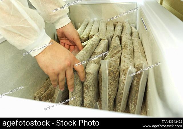 RUSSIA, STAVROPOL - OCTOBER 25, 2023: Frozen crickets on a RosEnergy cricket farm. RosEnergy is a Russian manufacturer of snacks, cricket powder, wheatgrass