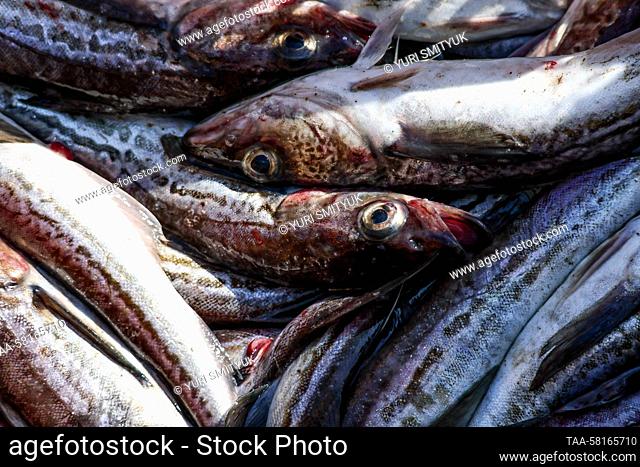 RUSSIA, PRIMORYE REGION - MARCH 31, 2023: Freshly caught Alaska pollock is pictured aboard the Plastun refrigerating trawler of the Dobroflot fishing company...