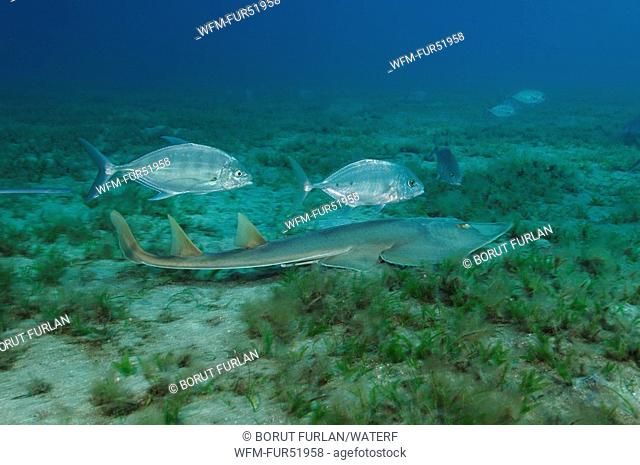 Guitarfish and Trevallys over Seaweed, Rhinobatos rhinobatos, Abu Dabab, Marsa Alam, Red Sea, Egypt