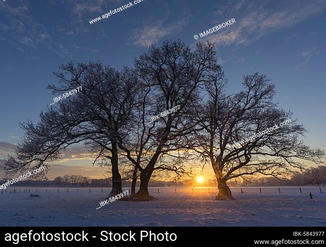 Oaks (Quercus) in winter at sunrise, silhouette, Elsten, Lower Saxony, Germany, Europe