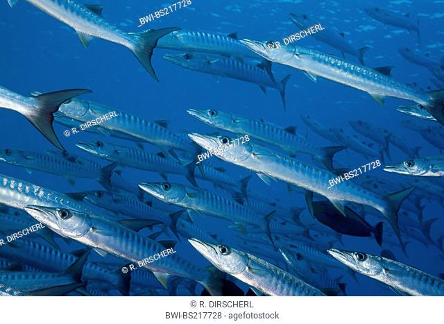blackfin barracuda (Sphyraena qenie), school, Federated States of Micronesia, Palau, Blue Corner