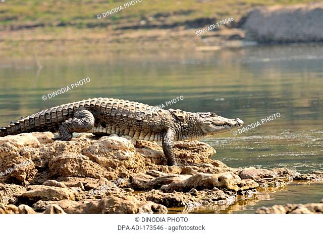Indian marsh crocodile crocodylus palustris basking on rock at Chambal river , Rajasthan , India