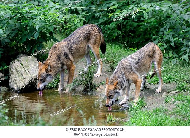 Two european wolves drinking from a puddle Canis lupus captive, Bayerischerwald National Park, Germany