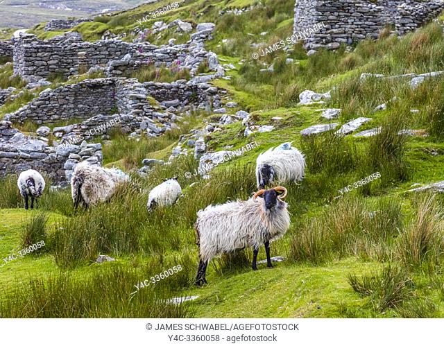 Sheep in the ruins of the deserted Village at Slievemore on Achill Island in County Mayo Ireland