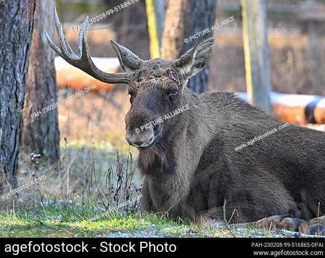 07 February 2023, Brandenburg, Groß Schönebeck: The elk Anton wears only one antler in his enclosure in the Schorfheide Game Park
