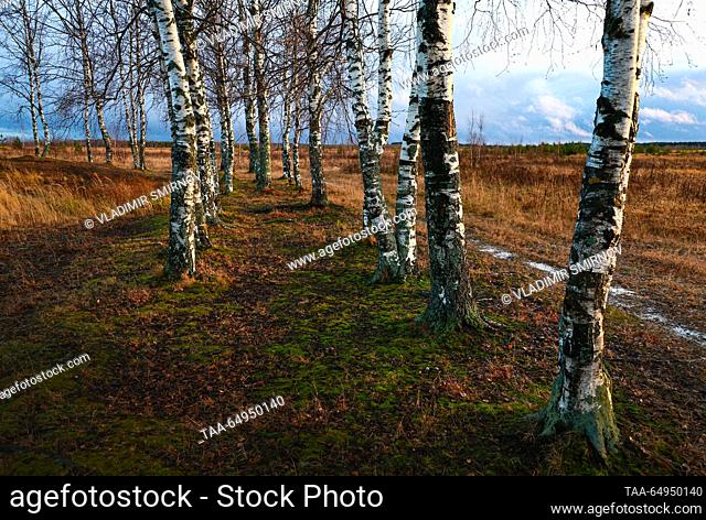 RUSSIA, IVANOVO REGION - NOVEMBER 14, 2023: A grove of birch trees in the vicinity of the town of Plyos in late autumn. Vladimir Smirnov/TASS