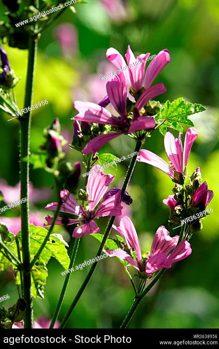 Wilde Malve, Rosspappel (Malva sylvestris) - rosa Blüten