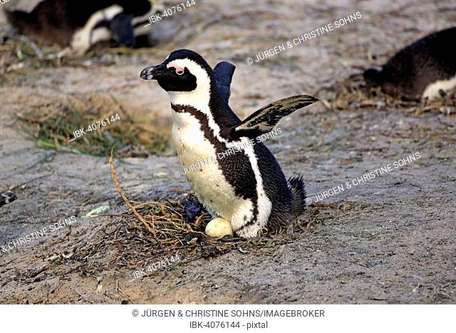 Jackass Penguin or African Penguin (Spheniscus demersus), adult, with clutch, spread wings, Boulders Beach, Simon's Town, Western Cape, South Africa