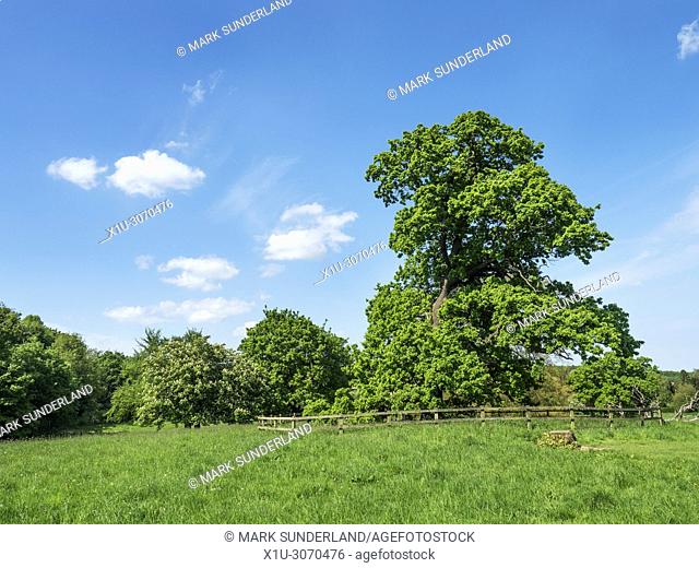 Jacob Smith Park 30 acres of parkland bequeathed to Knaresborough by Winifred Jacob Smith MBE Knaresborough North Yorkshire England
