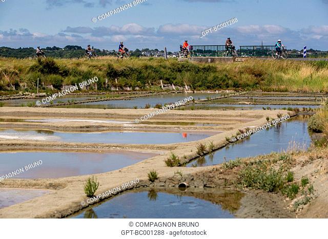 BICYCLE RIDE IN THE SALT MARSHES OF THE GUERANDE PENINSULA, THE SALT PANS OF GUERANDE (44), LOIRE-ATLANTIQUE, FRANCE