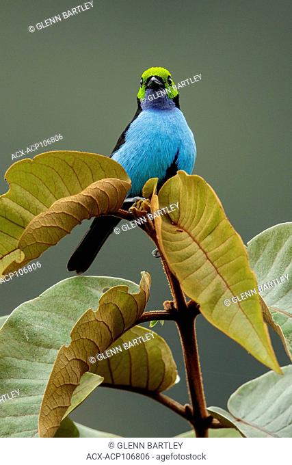 Paradise Tanager (Tangara chilensis) perched on a branch in Manu National Park, Peru