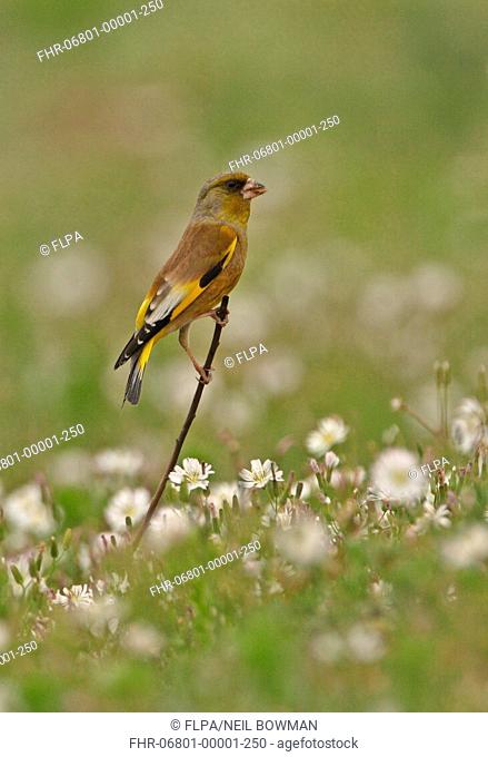 Oriental Greenfinch Carduelis sinica ussuriensis adult male, perched on stick amongst flowers, Beidaihe, Hebei, China, may