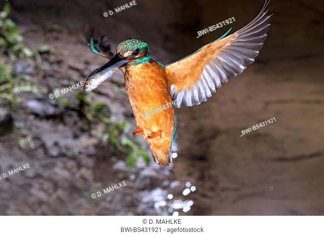 river kingfisher (Alcedo atthis), approaching the breeding cave with a fish in its bill, Germany, North Rhine-Westphalia