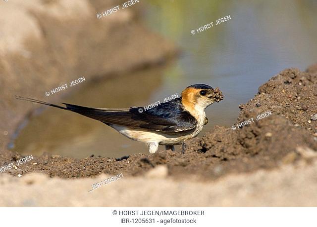 Red-rumped swallow (Hirundo daurica)