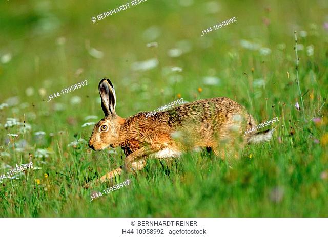 Hare, Rabbit, Lepus europaeus Pallas, brown hare, bunny, field hare, flower meadow rodent, nature, wild animal, game, animal, animals, Germany, Europe
