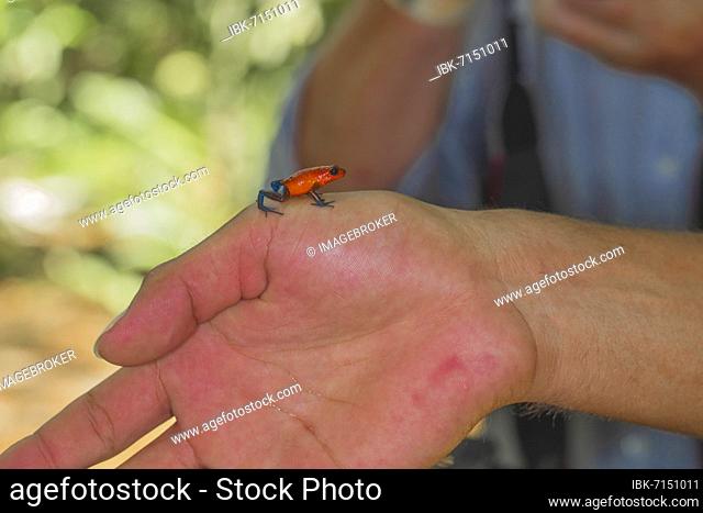 The strawberry poison-dart frog (Oophaga pumilio) is a poison dart frog from the tree climbing frog family, size comparison Sarapiqui area, Costa Rica