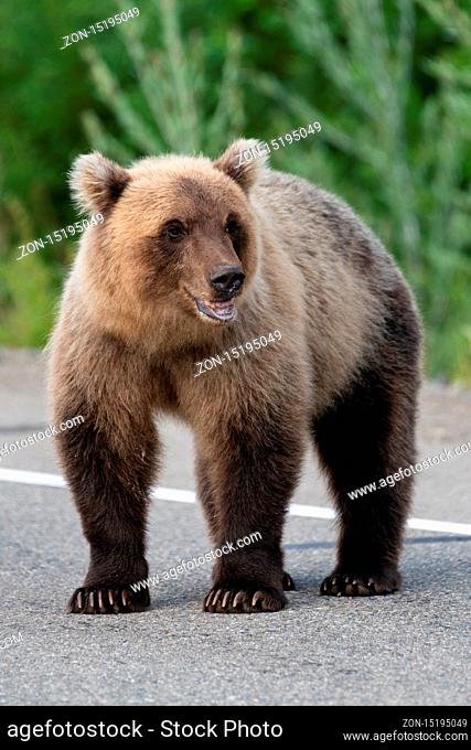 Wild young terrible and hungry Kamchatka brown bear (Eastern brown bear) standing on asphalt road, heavily breathing, sniffing and looking around