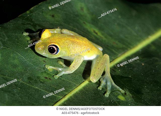 Madagascar Tree Frog, Boophis leuteus, Perinet Rainforest Reserve, Madagascar