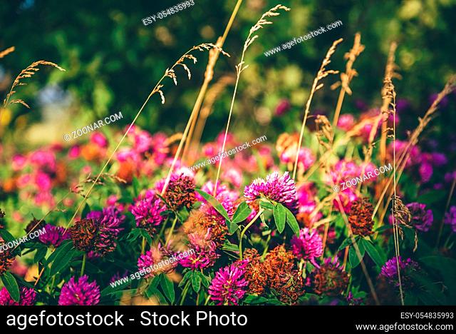 Meadow of Pink Clover Flowers on a Sunny Day. Selective Focus