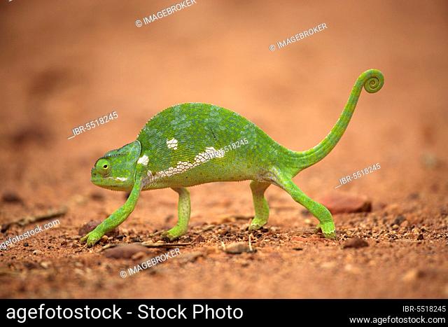Flap-necked chameleon (Chamaeleo dilepis), Kruger National Park, South Africa, page, Africa
