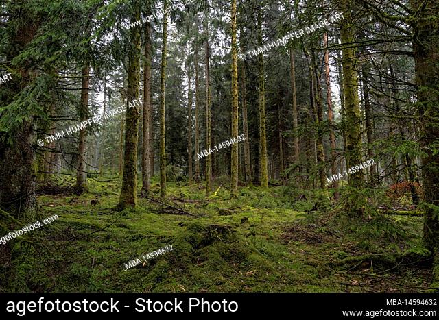 Europe, Germany, Southern Germany, Baden-Wuerttemberg, Black Forest, Mystic Forest in Northern Black Forest